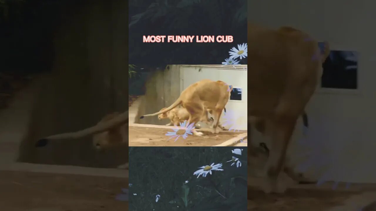 most funny lion cub #feedshorts #shorts