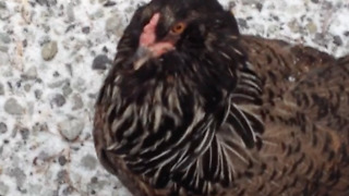 Lola the chicken loves going for walks