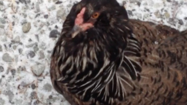 Lola the chicken loves going for walks