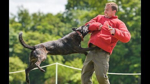 AGGRESSIVE DOG TRAINING 100% SIMPLE STEPS