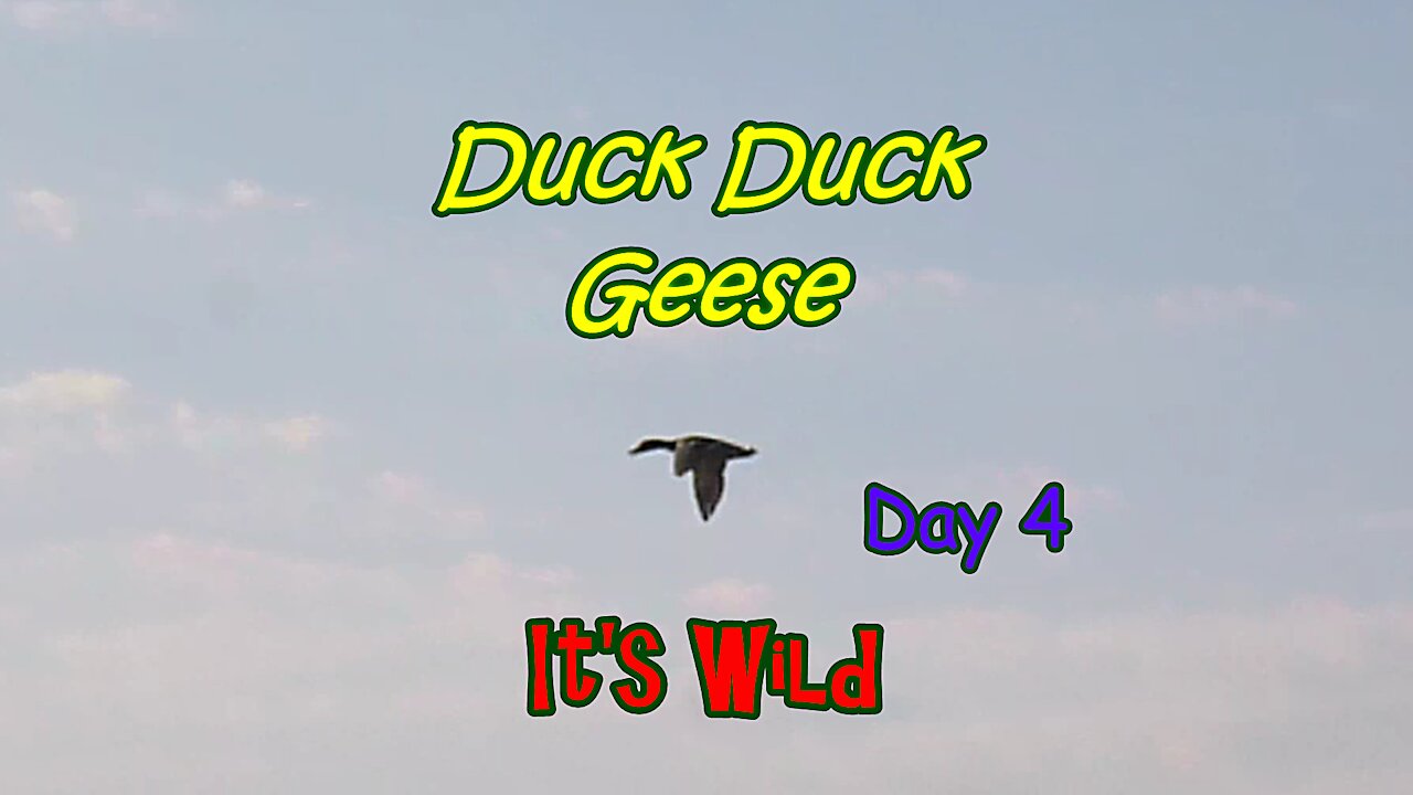 Duck Duck Geese Day 4 – It’s Wild