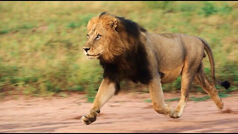 LION SPEED