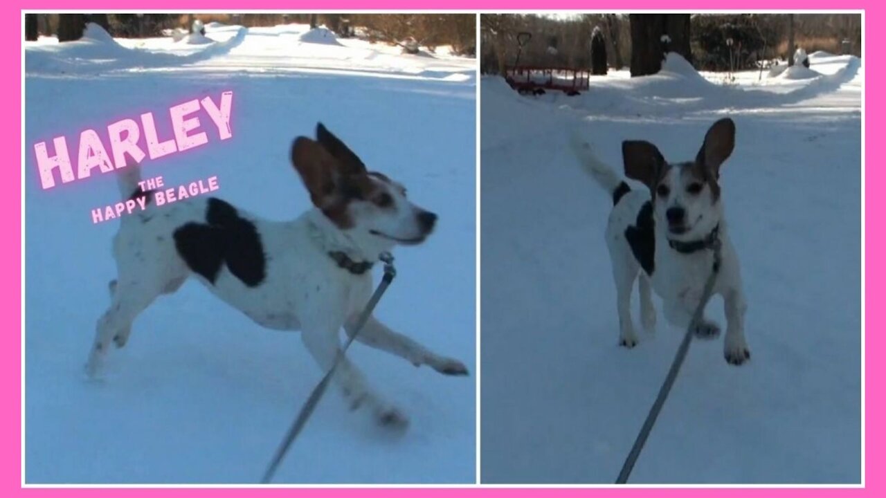 Have Fun with Harley the Happy Beagle