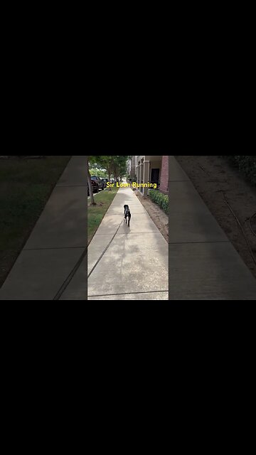 Sir Loon running free allegedly The pitbull is singing the running dog is Cocker-Beagle #smalldog