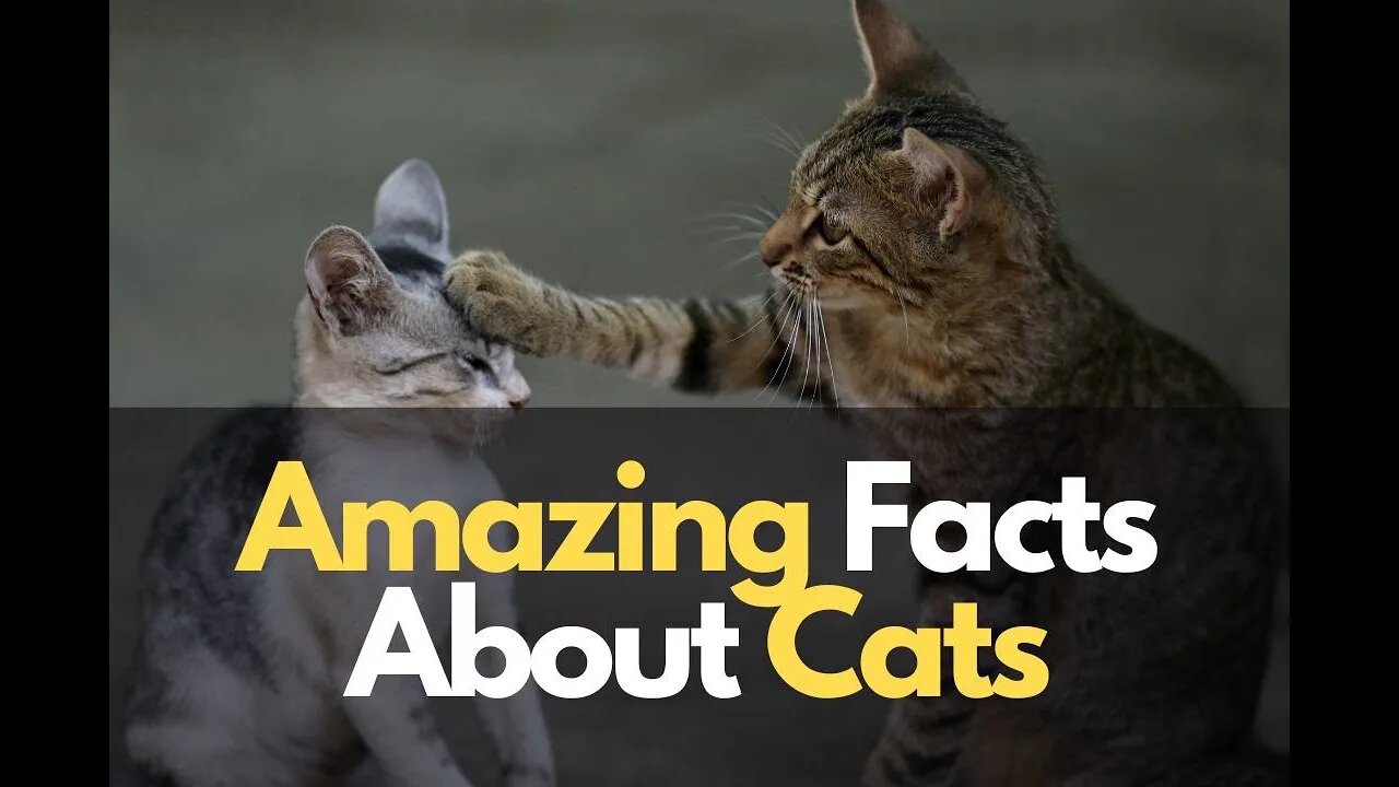 Lots of Amazing Facts About Cats!