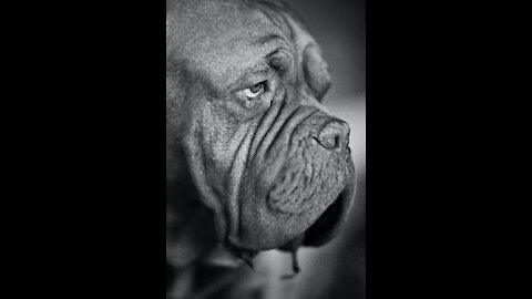How to make dog smart and Aggressive with few simple tricks