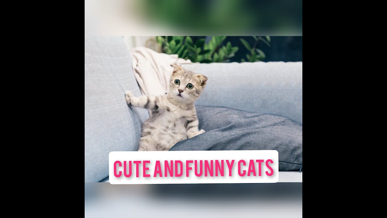 the best videos of cute and funny cats