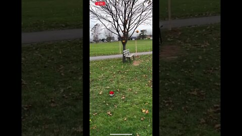 Catching Yamask by the Pumpkin Tree