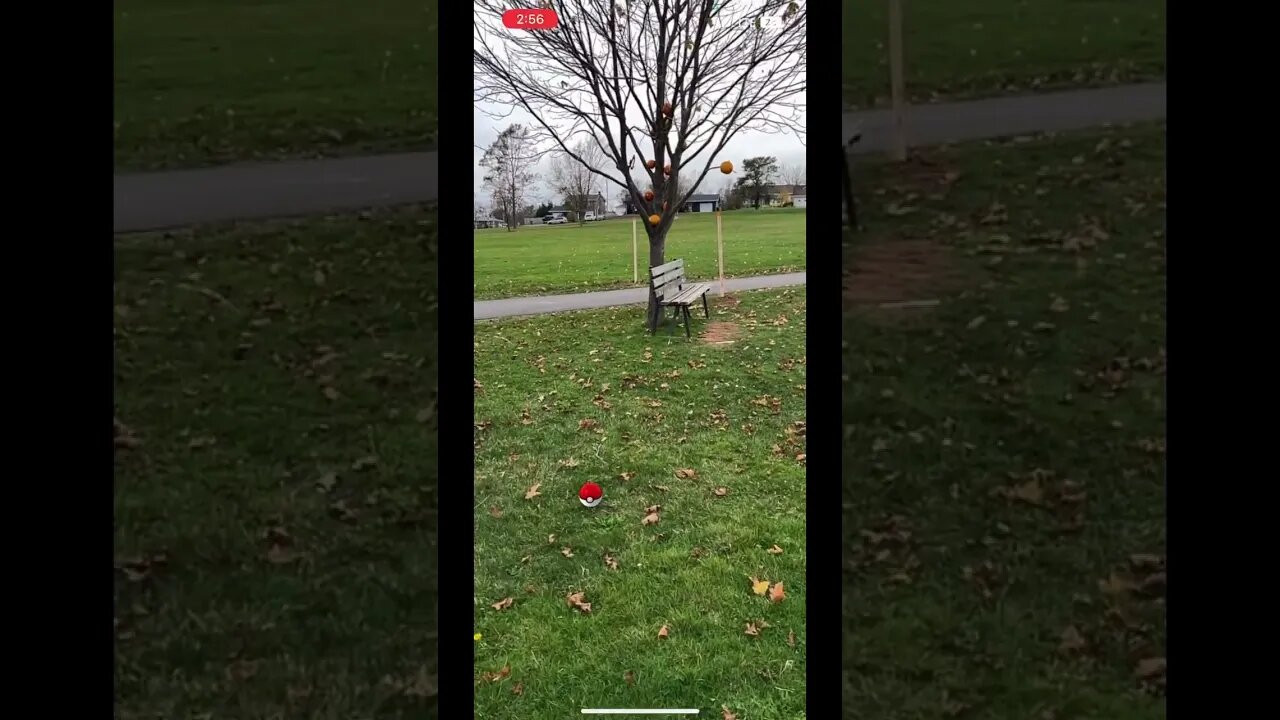 Catching Yamask by the Pumpkin Tree