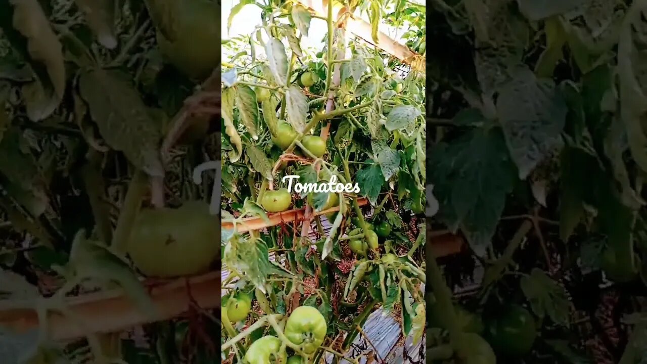 Tomatoes garden in Bangladesh #shorts