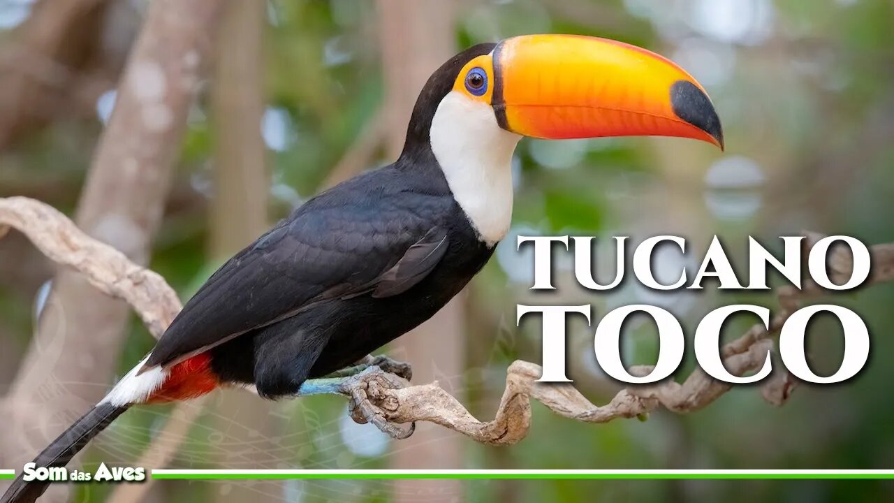 TUCANO TOCO (Ramphastos toco) Som do Tucano Toco