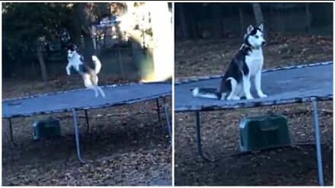 Em flagrante! Cão diverte-se num trampolim, mas tenta disfarçar