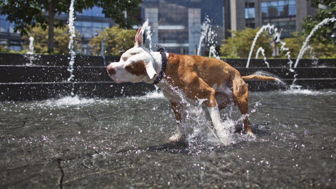 Denver Mayor To Veto Legislation Repealing Pit Bull Ban