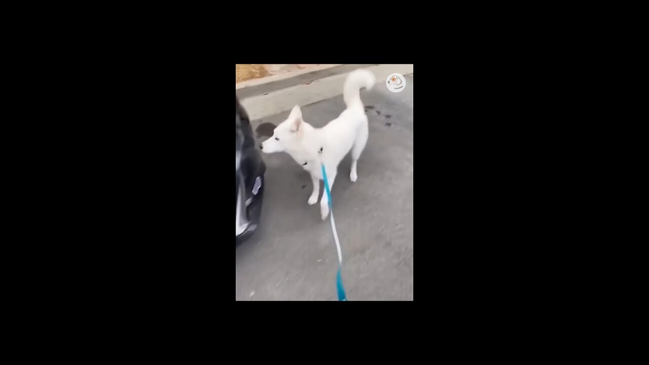 Dog gets distracted by birds and crashes into parked car😂😂😂