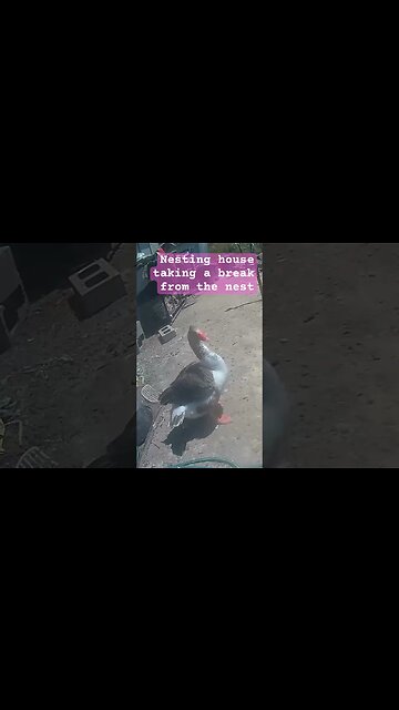 Nesting goose takes break from nest #geese #pilgrimgeese