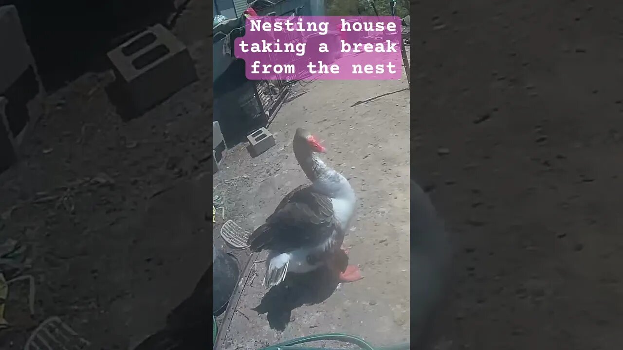 Nesting goose takes break from nest #geese #pilgrimgeese