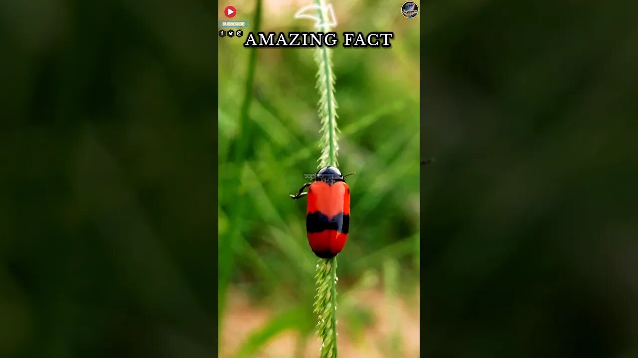জানেন কি কলকাতার নামেই একটি পোকার নামকরণ করা হয়েছে? #sciencefacts #amazingfact #স্পন্দন #beetle