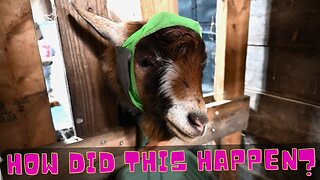 Something BAD Happened To Our Little GOAT!