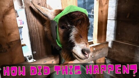 Something BAD Happened To Our Little GOAT!