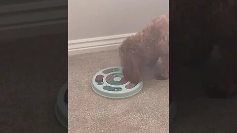 molly the Cavapoochon trying our her new treat puzzle