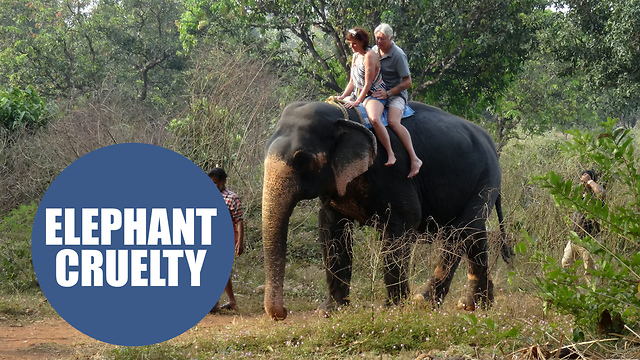 Brits on Thomas Cook tour ride abused elephants