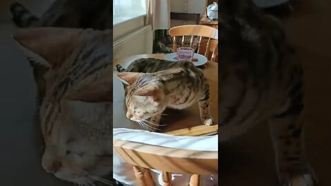 Sunny afternoon in the kitchen 🌞 #bengalcat #cutecat #summervibes