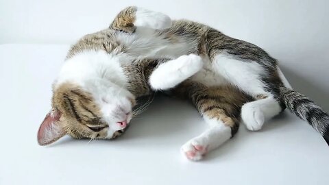 Sly Cat Likes Sleeping on the Table, not on the Floor