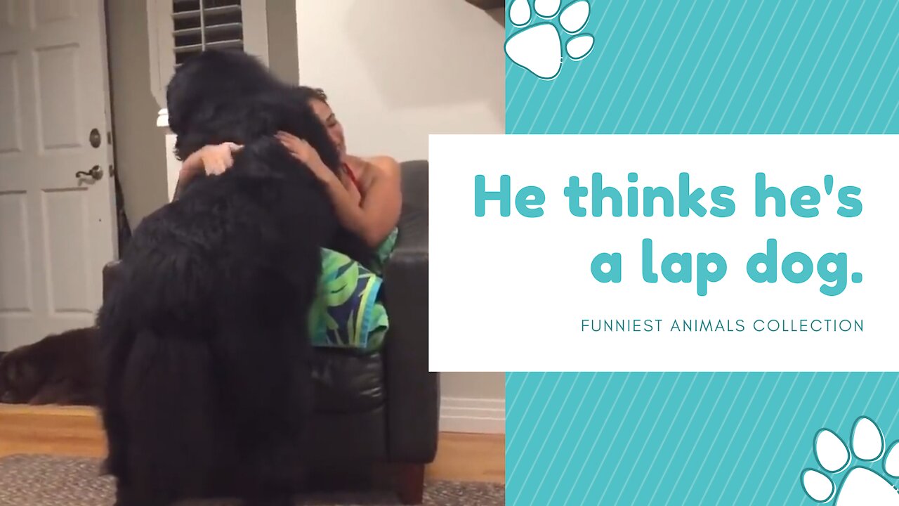 This lovely Massive Newfoundland thinks he's a lap dog.