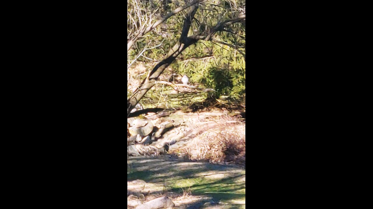 Kestral looking for chickens