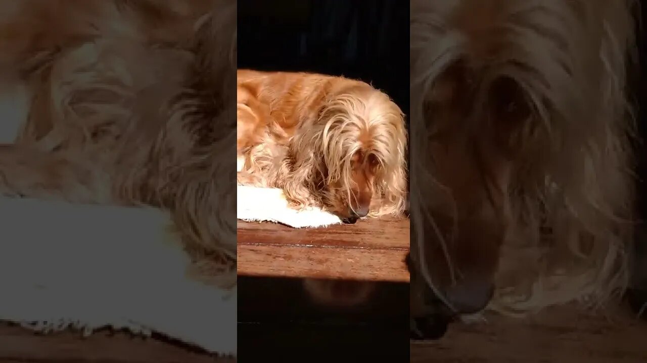 dog , shorts
