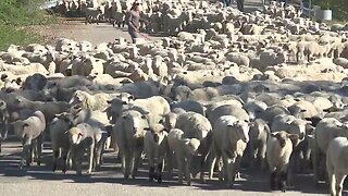 The sheep are baaaack in the foothills as the herd crosses Highway 55 in Eagle