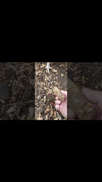 Wood Chips For Chickens