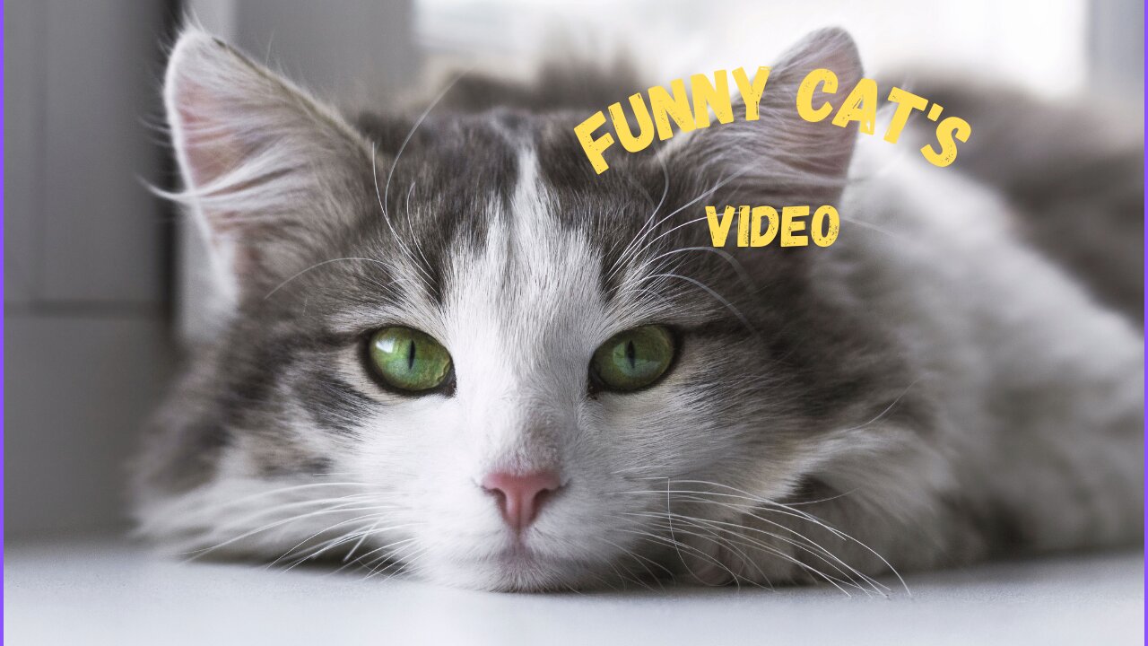 Funny Cats Video | Try Not To Laugh Challenge # 16