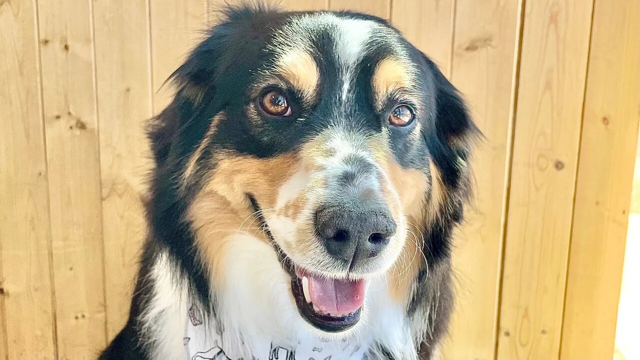 The Amazing Australian Shepard | Full Groom