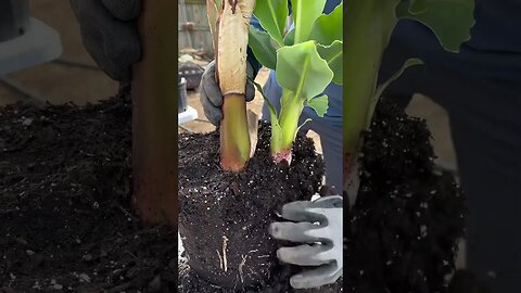 How to propagate bananas!!