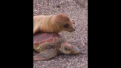 Safe ride on turtle 🐢😉 #ytshorts #shorts #PetpupFun #Fun #Dogs #Cats #Entertaiment #trending #viral