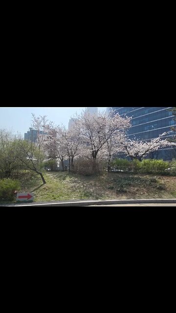 여의도 벚꽃 한강나루