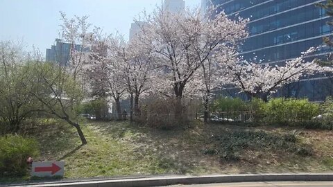여의도 벚꽃 한강나루