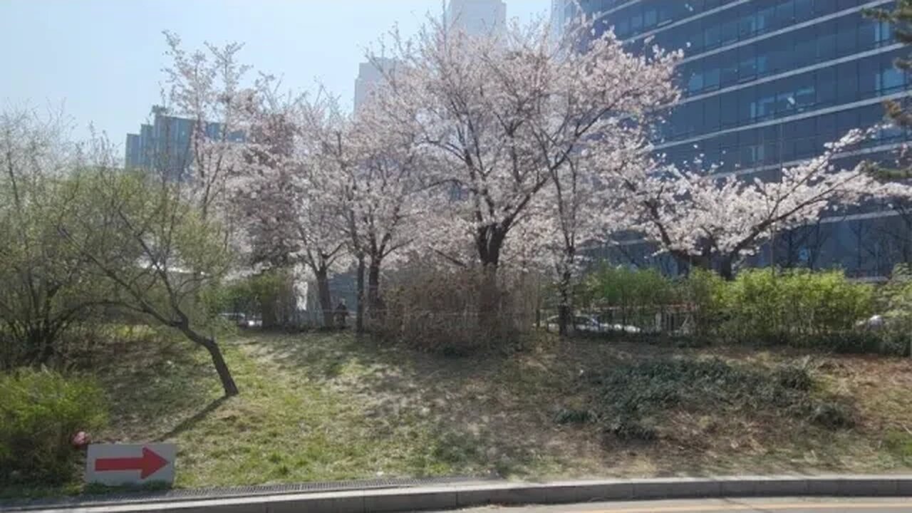 여의도 벚꽃 한강나루