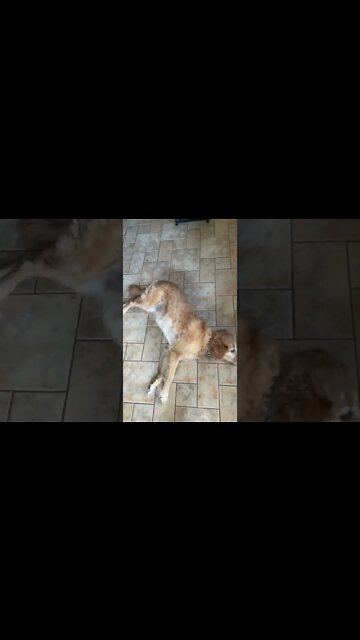 How lazy is my dog? You tell me. #Shorts #Pets #ShopDog￼