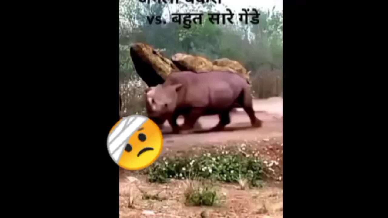 Wild Got vs. Hippo