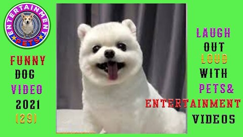 Funny Dog Video 2021 Cute Puppy Compilation and Laugh out loud with Pets