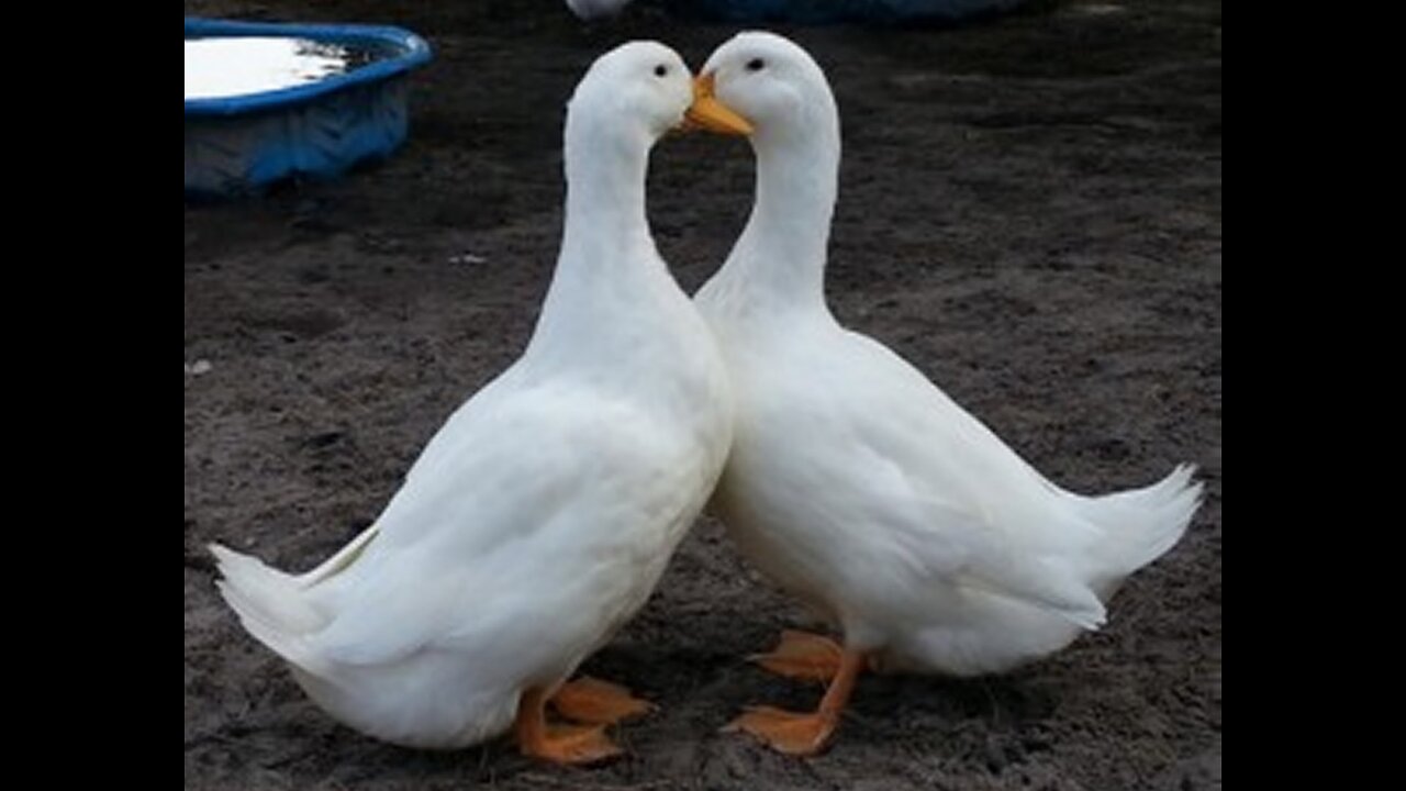 Male ducks attack in a great way