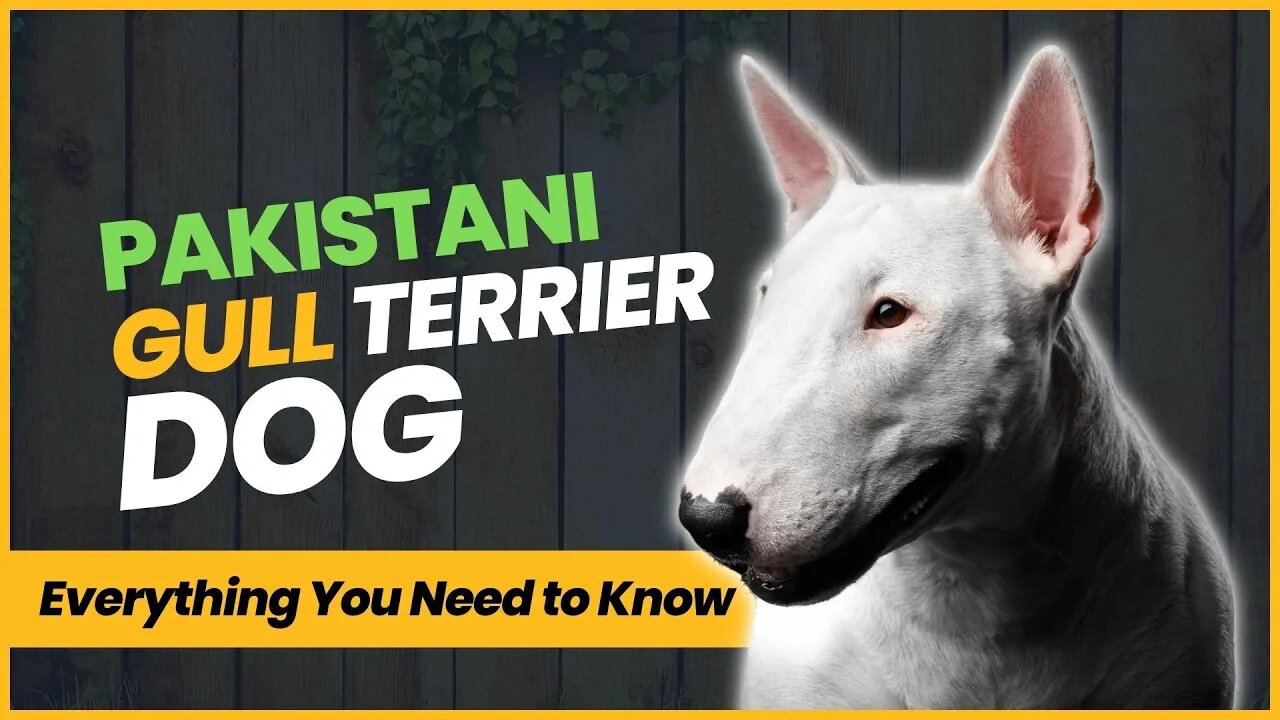 Pakistani Gull Terrier The Asian Gladiator