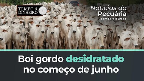 Boi gordo desidratado no começo de junho com quedas de preços