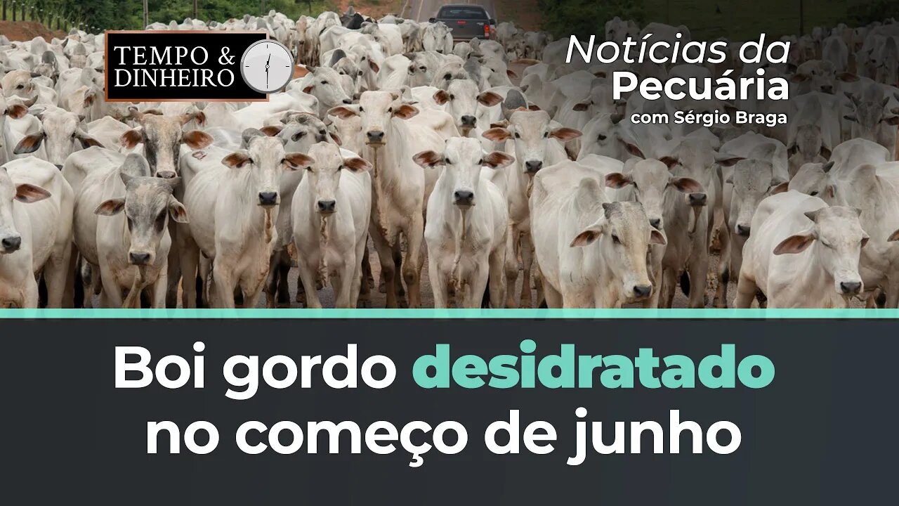 Boi gordo desidratado no começo de junho com quedas de preços