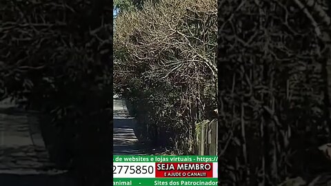 é muito cruel abandono de cachorros 🐶,🐩🐕🐾 no bairro do country club em Valinhos SP... zeladoria zero