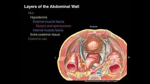 Layers of the Abdominal Wall (X-section)