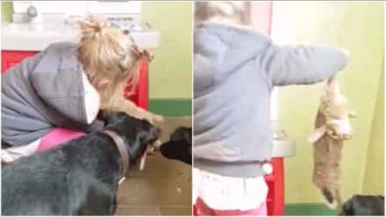 Bambina mette il coniglio morto nel forno giocattolo