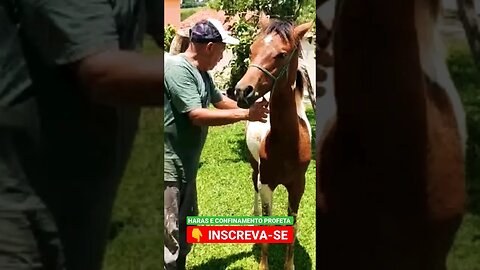 Cavalinho manso de mais 🐴#shorts #roça #agro #animals #bicho #haras #sp #sitio #fazenda #interior